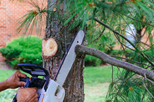 How Our Tree Care Process Works  in  Norco, CA